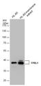 Formyl Peptide Receptor 2 antibody, GTX130627, GeneTex, Western Blot image 