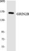 NMDAR2B antibody, LS-C292038, Lifespan Biosciences, Western Blot image 