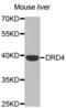 Dopamine Receptor D4 antibody, abx002125, Abbexa, Western Blot image 