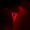 Mitochondrial Ribosomal Protein L1 antibody, orb373268, Biorbyt, Immunofluorescence image 