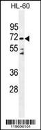 Dipeptidyl Peptidase 3 antibody, TA324391, Origene, Western Blot image 