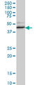 RNA Binding Fox-1 Homolog 2 antibody, LS-B6218, Lifespan Biosciences, Western Blot image 