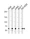 Forkhead Box P1 antibody, TA325119, Origene, Western Blot image 