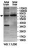 ATP/GTP Binding Protein Like 4 antibody, orb78175, Biorbyt, Western Blot image 