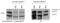 Lamin A/C antibody, ALX-804-672-C200, Enzo Life Sciences, Immunoprecipitation image 