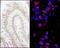 Serine/threonine-protein phosphatase 4 regulatory subunit 3A antibody, NB100-2879, Novus Biologicals, Immunohistochemistry paraffin image 