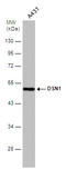 DSN1 Component Of MIS12 Kinetochore Complex antibody, GTX120402, GeneTex, Western Blot image 