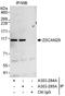 Zinc Finger And SCAN Domain Containing 29 antibody, A303-284A, Bethyl Labs, Immunoprecipitation image 