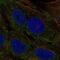 Chymotrypsin-like elastase family member 3A antibody, NBP2-58716, Novus Biologicals, Immunofluorescence image 