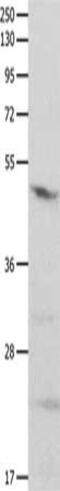 GSP antibody, CSB-PA247539, Cusabio, Western Blot image 