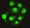 Serine/threonine-protein phosphatase 4 catalytic subunit antibody, LS-B10985, Lifespan Biosciences, Immunofluorescence image 