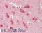 Neurogranin antibody, ARP33871_P050, Aviva Systems Biology, Immunohistochemistry paraffin image 