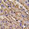 X-linked retinitis pigmentosa GTPase regulator antibody, orb340785, Biorbyt, Immunohistochemistry paraffin image 