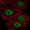 DExD-Box Helicase 39A antibody, NBP2-46824, Novus Biologicals, Immunofluorescence image 