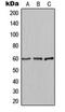 Akt antibody, orb224167, Biorbyt, Western Blot image 