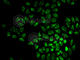Vimentin antibody, A2584, ABclonal Technology, Immunofluorescence image 