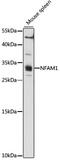 NFAT Activating Protein With ITAM Motif 1 antibody, 16-115, ProSci, Western Blot image 
