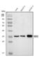 Malate dehydrogenase, mitochondrial antibody, A04803-2, Boster Biological Technology, Western Blot image 