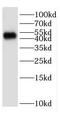 Estrogen-related receptor gamma antibody, FNab02872, FineTest, Western Blot image 