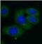 C-X-C Motif Chemokine Ligand 14 antibody, FNab02095, FineTest, Immunofluorescence image 