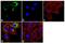 Aph-1 Homolog A, Gamma-Secretase Subunit antibody, PA1-2010, Invitrogen Antibodies, Immunofluorescence image 