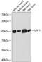 Ubiquitin carboxyl-terminal hydrolase 13 antibody, GTX64530, GeneTex, Western Blot image 