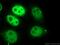 S-Phase Kinase Associated Protein 2 antibody, 15010-1-AP, Proteintech Group, Immunofluorescence image 