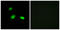 Heat shock protein beta-2 antibody, LS-C119525, Lifespan Biosciences, Immunofluorescence image 