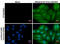 Influenza virus antibody, GTX629883, GeneTex, Immunofluorescence image 