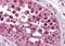 Neuropeptide S receptor antibody, orb85627, Biorbyt, Immunohistochemistry paraffin image 