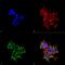 Receptor expression-enhancing protein 2 antibody, MA5-27625, Invitrogen Antibodies, Immunofluorescence image 