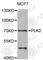 SNK antibody, A7066, ABclonal Technology, Western Blot image 