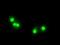 ZFP36 Ring Finger Protein antibody, NBP2-02105, Novus Biologicals, Immunofluorescence image 