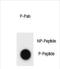 Cyclin B3 antibody, PA5-72377, Invitrogen Antibodies, Dot Blot image 