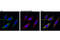 Aconitase antibody, 6571T, Cell Signaling Technology, Immunocytochemistry image 