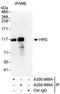 Hepatocyte Growth Factor-Regulated Tyrosine Kinase Substrate antibody, A300-988A, Bethyl Labs, Immunoprecipitation image 