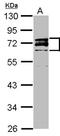 Lamin A/C antibody, orb74158, Biorbyt, Western Blot image 