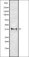 Major Histocompatibility Complex, Class I, G antibody, orb337355, Biorbyt, Western Blot image 