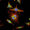 Hypoxia-inducible factor 1-alpha antibody, M00013-2, Boster Biological Technology, Immunofluorescence image 