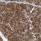 Ribosomal Protein L32 antibody, HPA047501, Atlas Antibodies, Immunohistochemistry frozen image 