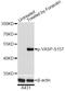 Vasodilator Stimulated Phosphoprotein antibody, LS-C750570, Lifespan Biosciences, Western Blot image 