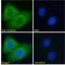 POU Class 6 Homeobox 2 antibody, 42-582, ProSci, Enzyme Linked Immunosorbent Assay image 