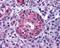 Gastric Inhibitory Polypeptide Receptor antibody, NLS3840, Novus Biologicals, Immunohistochemistry paraffin image 