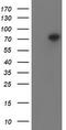Peptidyl Arginine Deiminase 4 antibody, TA504813S, Origene, Western Blot image 