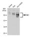 Myocyte Enhancer Factor 2C antibody, NBP2-17260, Novus Biologicals, Western Blot image 