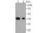 Y-Box Binding Protein 2 antibody, NBP2-75575, Novus Biologicals, Western Blot image 
