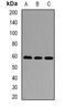 Karyopherin Subunit Alpha 3 antibody, orb341475, Biorbyt, Western Blot image 