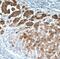 ELOVL Fatty Acid Elongase 6 antibody, FNab02748, FineTest, Immunohistochemistry frozen image 
