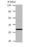 CA1 antibody, TA323826, Origene, Western Blot image 