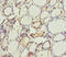MTUS1 antibody, orb40928, Biorbyt, Immunohistochemistry paraffin image 
